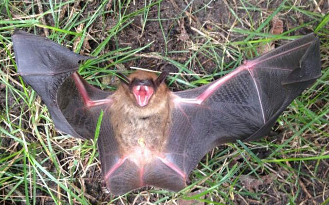 Cincinnati Bat Removal