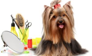 The Official Dog Proper grooming Source Guide effectively