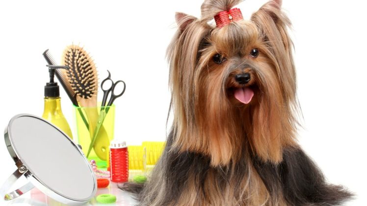 The Official Dog Proper grooming Source Guide effectively